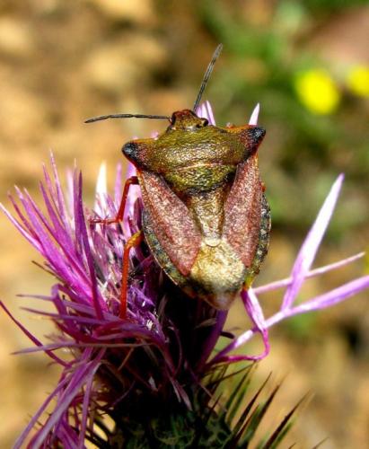 Carpocoris mediterraneus atlanticus