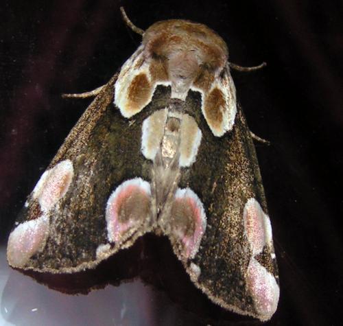 Réf. 37 601 : Thyatira batis