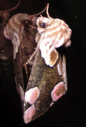 Thyatira batis