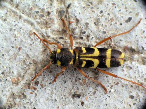 Xylotrechus arvicola