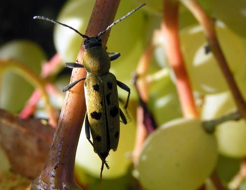 Chlorophorus glabromaculatus