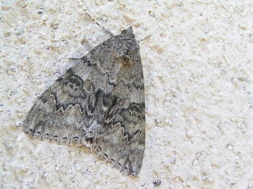 Réf. 37 635 : Catocala nupta