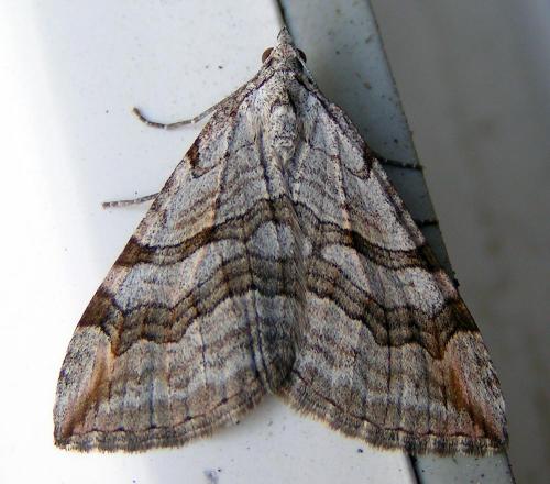Aplocera sp.