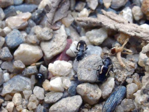 Lionychus albonotatus