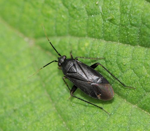 Réf. 37 516 : Plagiognathus arbustorum