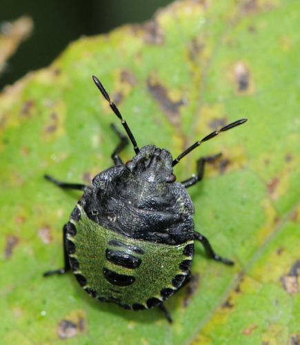 Palomena prasina