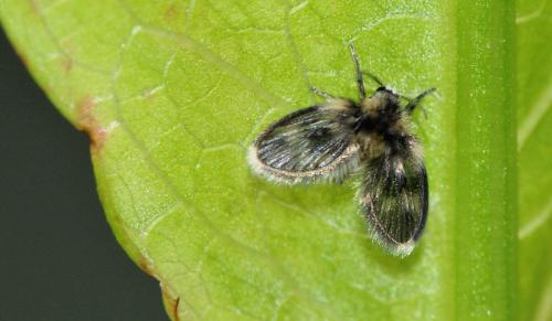Ulomyia fuliginosa