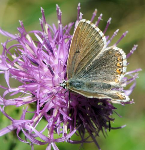 Réf. 37 718 : Polyommatus coridon