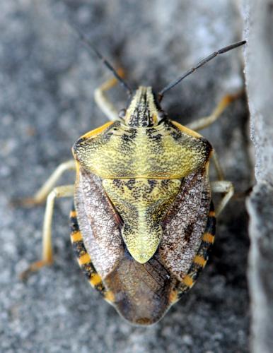 Réf. 37 715 : Carpocoris pudicus