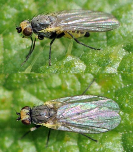Réf. 37 785 : Phytomyza sp.