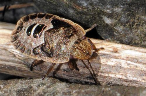 Réf. 37 779 : Sciocoris homalonotus