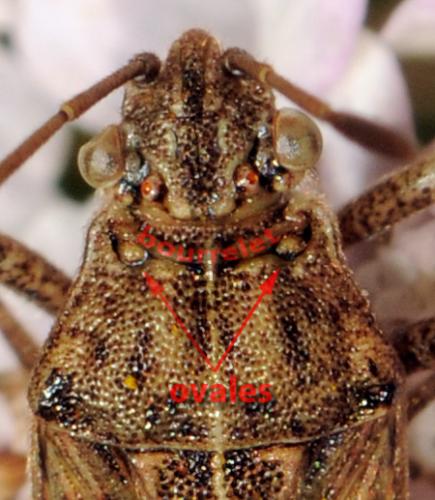 Stictopleurus sp.