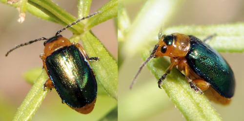 Réf. 37 798 : Sermylassa halensis