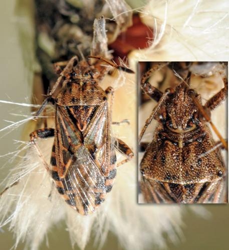 Stictopleurus sp.
