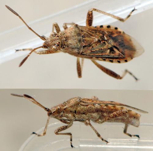 Réf. 37 805 : Stictopleurus sp.
