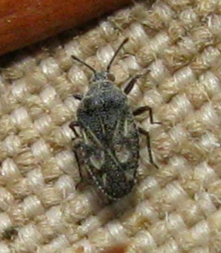 Phaenotropis parvula