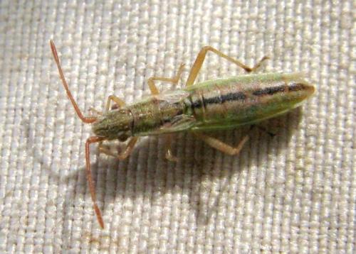 Réf. 37 462 : Myrmus miriformis