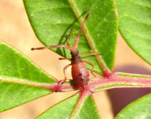 Réf. 37 442 : Gonocerus sp.
