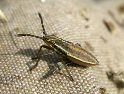 Réf. 37 494 : Stictopleurus punctatonervosus