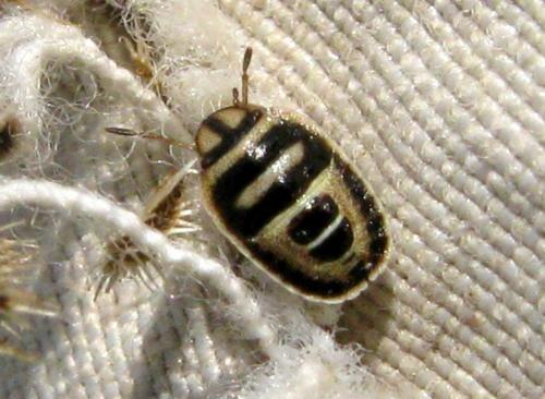 Sciocoris macrocephalus