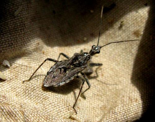 Réf. 37 435 : Coranus pericarti