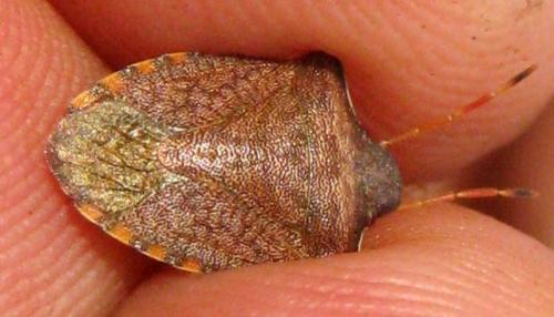 Peribalus strictus strictus