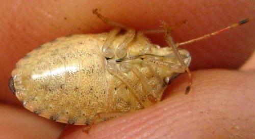 Peribalus strictus strictus