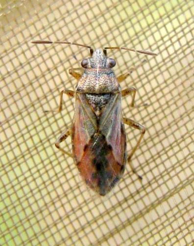 Nysius sp.