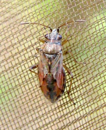 Réf. 37 561 : Nysius sp.