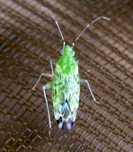 Macrotylus atricapillus