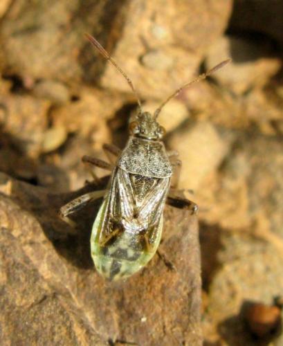 Réf. 37 563 : Stictopleurus punctatonervosus