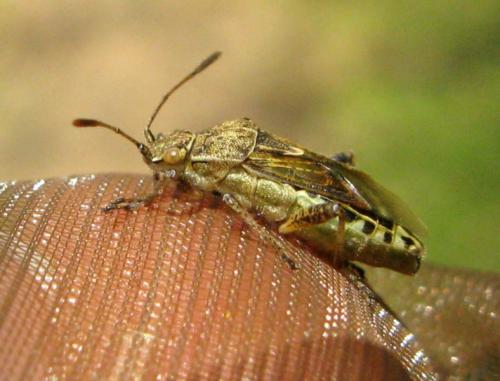 Réf. 37 564 : Stictopleurus punctatonervosus