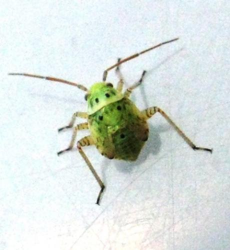 Lygus sp.