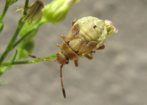 Réf. 37 651 : Stictopleurus punctatonervosus