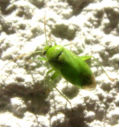 Apolygus lucorum
