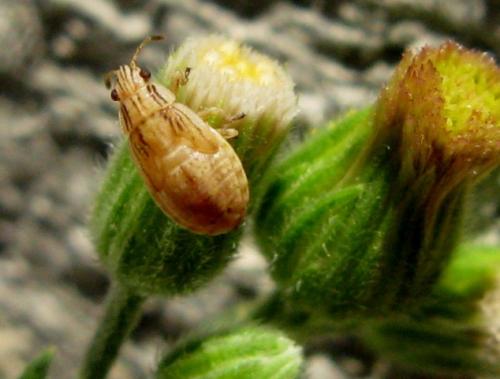 Nysius sp.