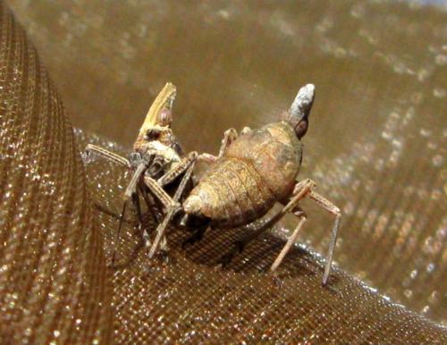 Bursinia sp.