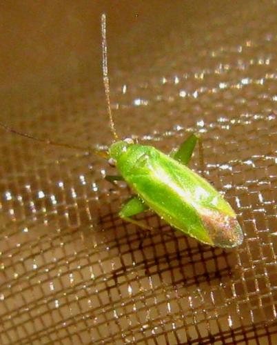 Réf. 37 657 : Orthotylus sp.