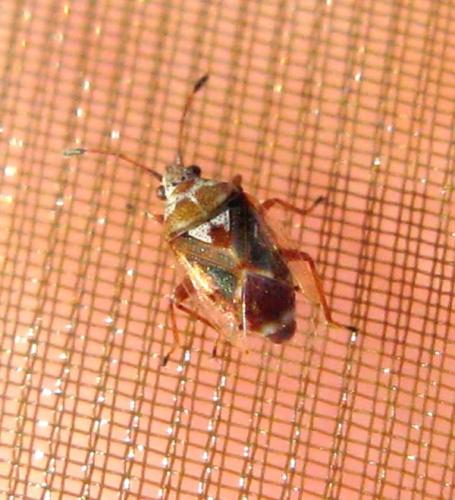 Réf. 37 655 : Kleidocerys ericae