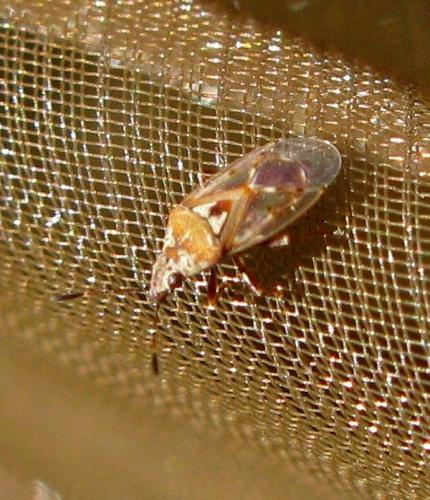 Kleidocerys ericae