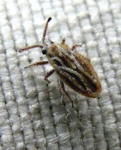 Lasiacantha histricula