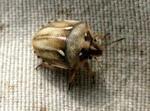Derula flavoguttata