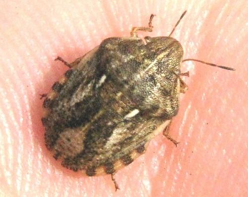 Eurygaster maura
