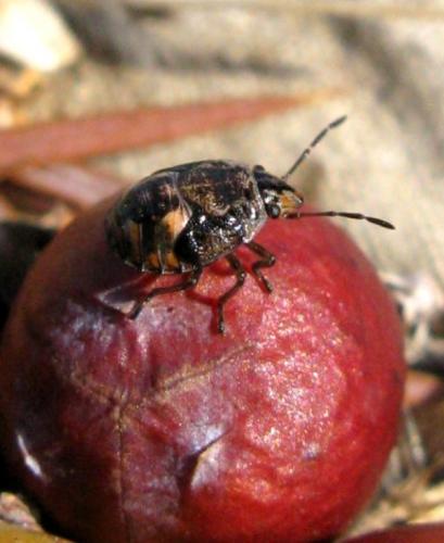 Réf. 37 281 : Holcogaster fibulata