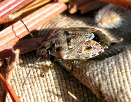 Réf. 37 280 : Holcogaster fibulata