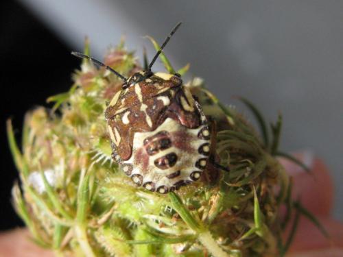 Réf. 37 444 : Carpocoris pudicus