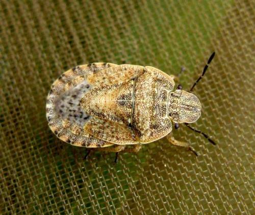Sciocoris macrocephalus
