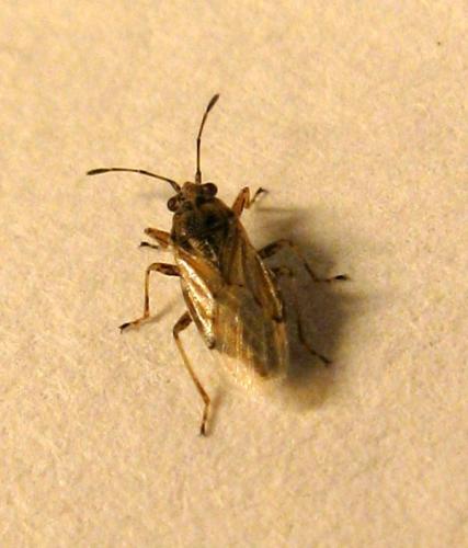 Réf. 37 768 : Nysius sp.