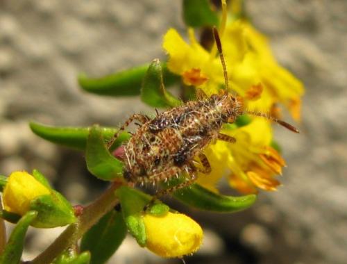 Rhopalus subrufus