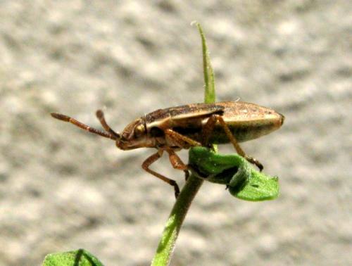 Réf. 37 815 : Maccevethus sp.